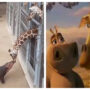 Hippo and Giraffe’s Meeting Reminds the Internet of “Madagascar”