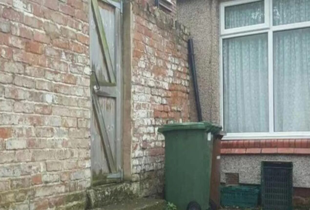 Optical Illusion: Where Have You Gone, Kitty? Find the Cat Who Is Hiding