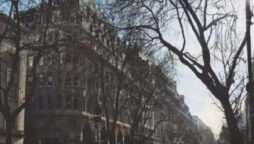 Optical Illusion: 1% can find hidden dog in city picture in 8 secs!