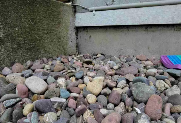 Optical Illusion: Spot the hidden frog in 15 seconds