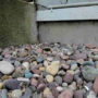 Optical Illusion: Spot the hidden frog in 15 seconds