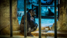 Heartless zoo keepers will release “world’s saddest gorilla” for £700,000
