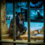 Heartless zoo keepers will release “world’s saddest gorilla” for £700,000