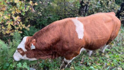 Scottish highway’s “Lover Boy” bull approaches cars. Pic