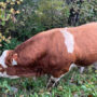Scottish highway’s “Lover Boy” bull approaches cars. Pic