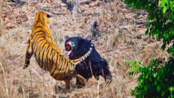 Viral Video: Jungle Book Bear and Tiger Fight, Watch