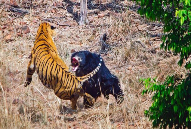 Viral Video: Jungle Book Bear and Tiger Fight, Watch