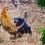 Viral Video: Jungle Book Bear and Tiger Fight, Watch