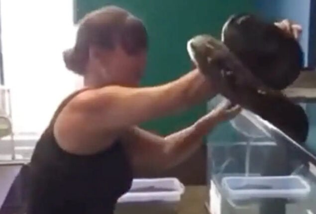 Pet Snake Attacks