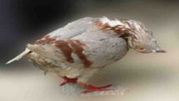 Monstrous virus turns British birds into zombies: horror symptoms