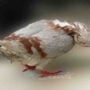 Monstrous virus turns British birds into zombies: horror symptoms