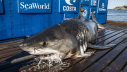 Monster great white shark