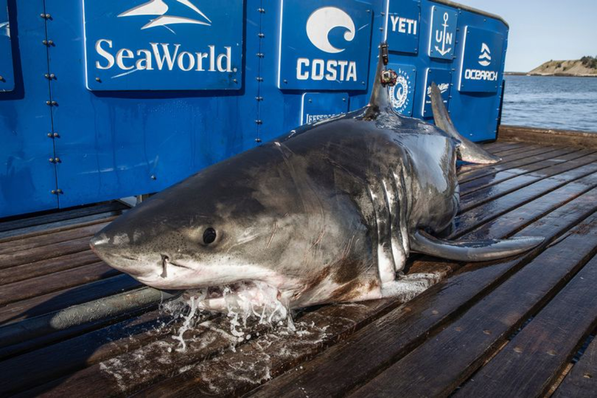 Monster great white shark