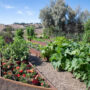 Kim Kardashian creates her own “Farm-to-Table Experience” in her home garden