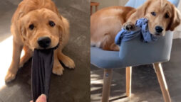 Golden Retriever is stealing his human socks and shoes