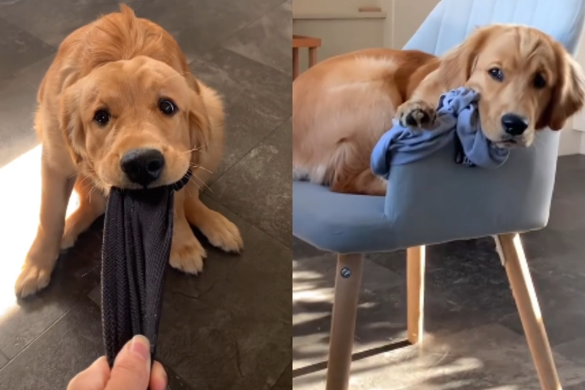 Golden Retrieve stealing