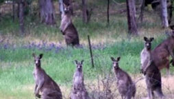 Optical illusion: Spot leopard among kangaroos