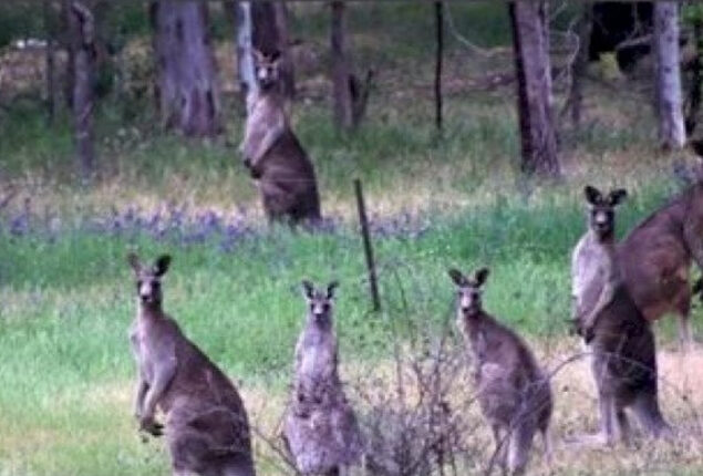 Optical illusion: Spot leopard among kangaroos