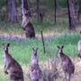 Optical illusion: Spot leopard among kangaroos