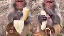 monkey peels banana