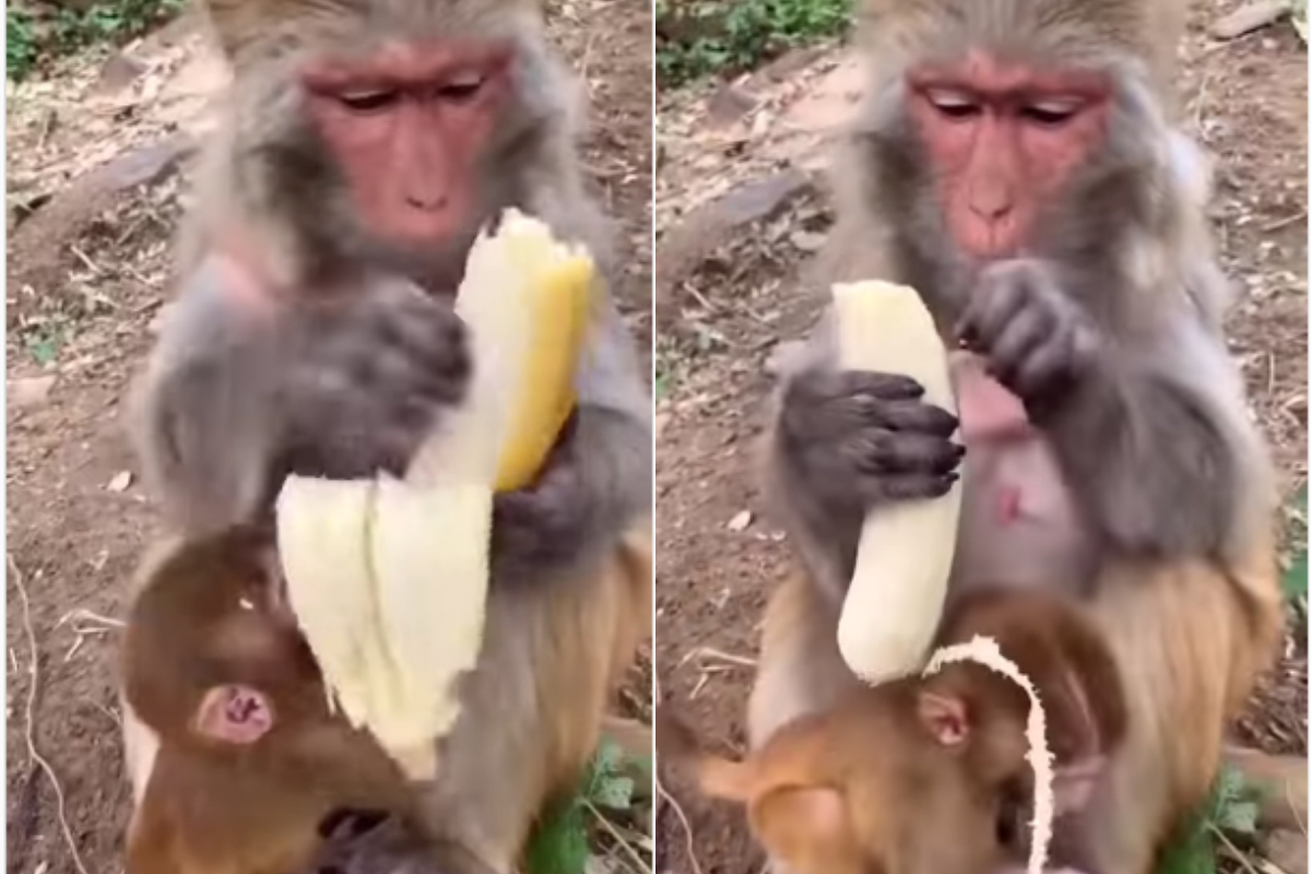 monkey peels banana
