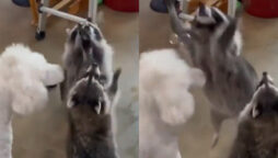 Adorable video of two racoons and dog catching bubbles