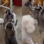 Adorable video of two racoons and dog catching bubbles