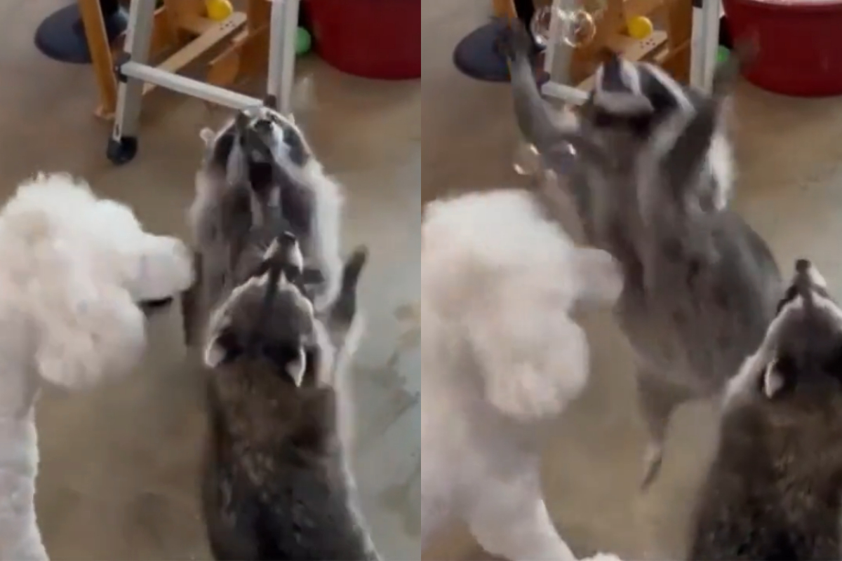 racoons and dog