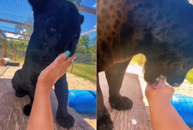 Jaguar licks whipped cream from a woman’s hand playfully