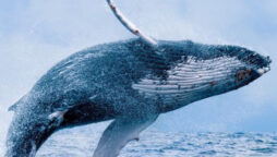 Massive humpback whale hits boat in viral video