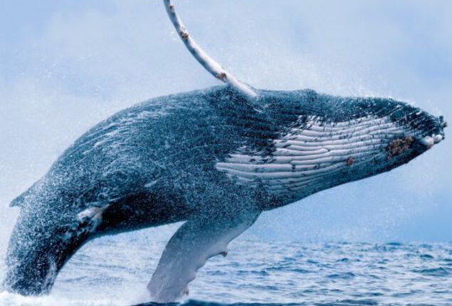 Massive humpback whale hits boat in viral video