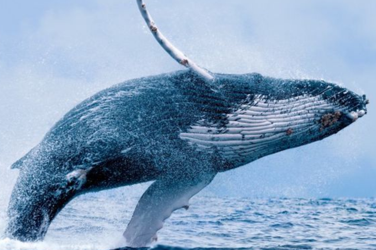 humpback whale