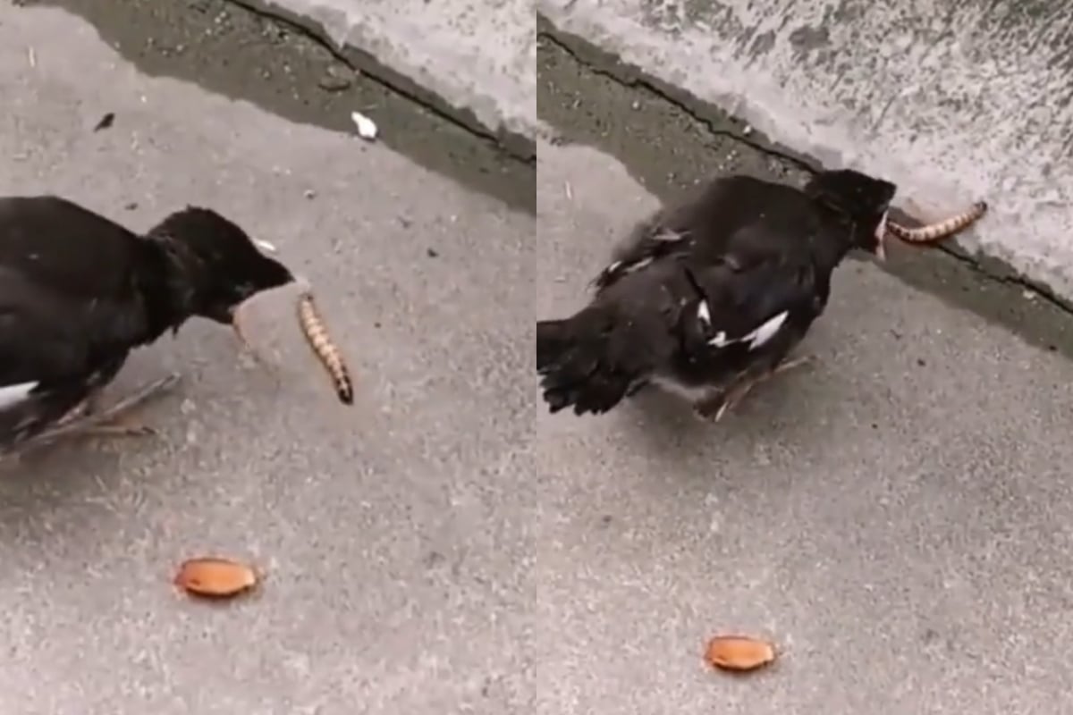 Baby bird