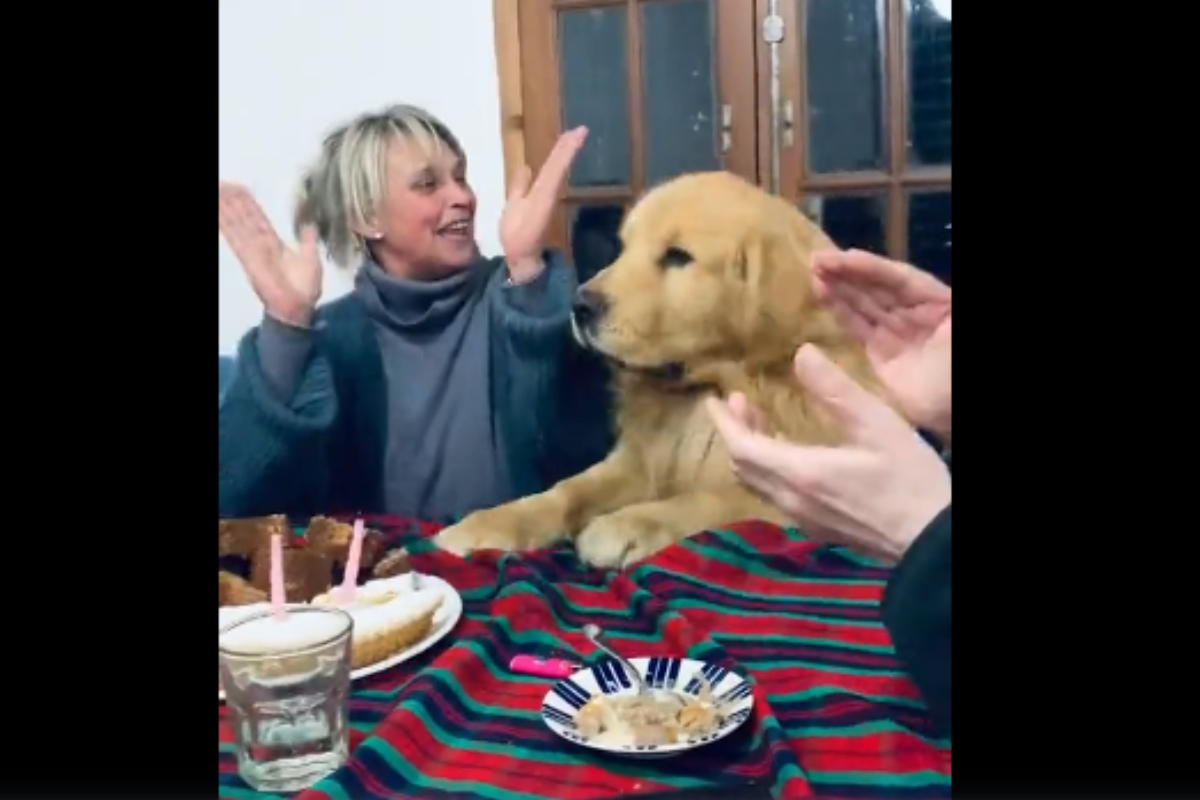 Dog's Sweet Birthday Dance