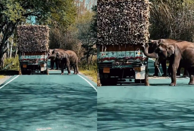 IFS officer posts footage of elephants eating sugarcane