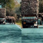 IFS officer posts footage of elephants eating sugarcane