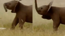 Here’s Proof: Baby elephants can’t control their trunks