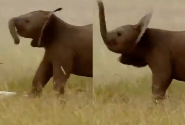 Here’s Proof: Baby elephants can’t control their trunks