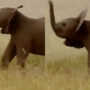 Here’s Proof: Baby elephants can’t control their trunks