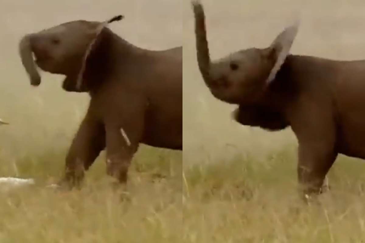 Baby elephants