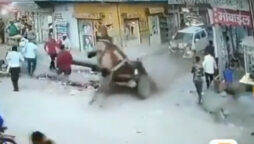 Unusual "Seat Belt" Saves Donkey in Car Accident Goes Viral