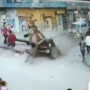 Unusual “Seat Belt” Saves Donkey in Car Accident Goes Viral