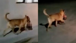 Dog runs street with head in mouth as bones left by cash spot