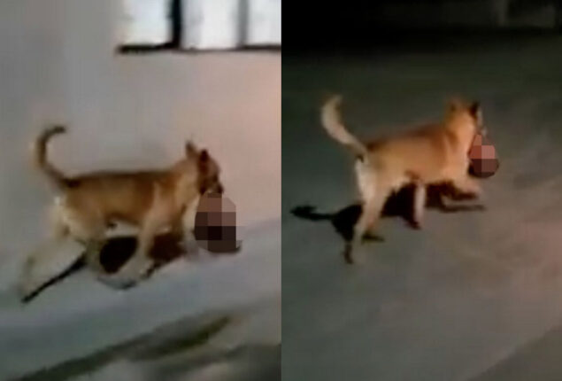Dog runs street