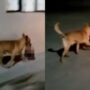 Dog runs street with head in mouth as bones left by cash spot