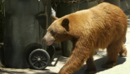 Bear in California home