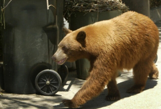 Bear visits California home to eat garbage and swim in pool