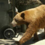 Bear visits California home to eat garbage and swim in pool