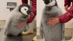 Adorable Video: Baby penguin won’t stand still on weighing scale