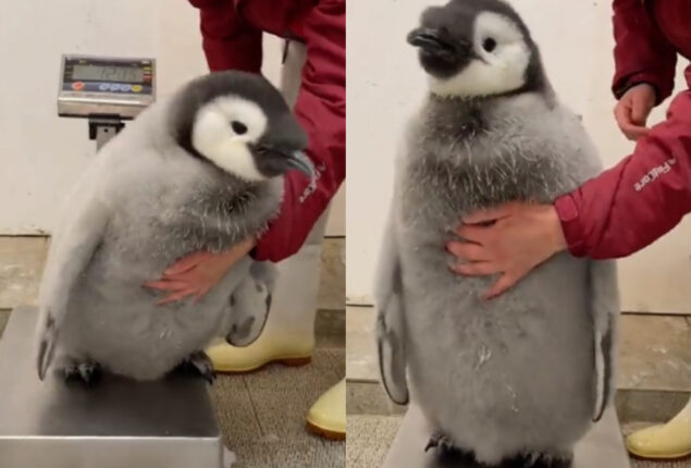 Adorable Video: Baby penguin won't stand still on weighing scale